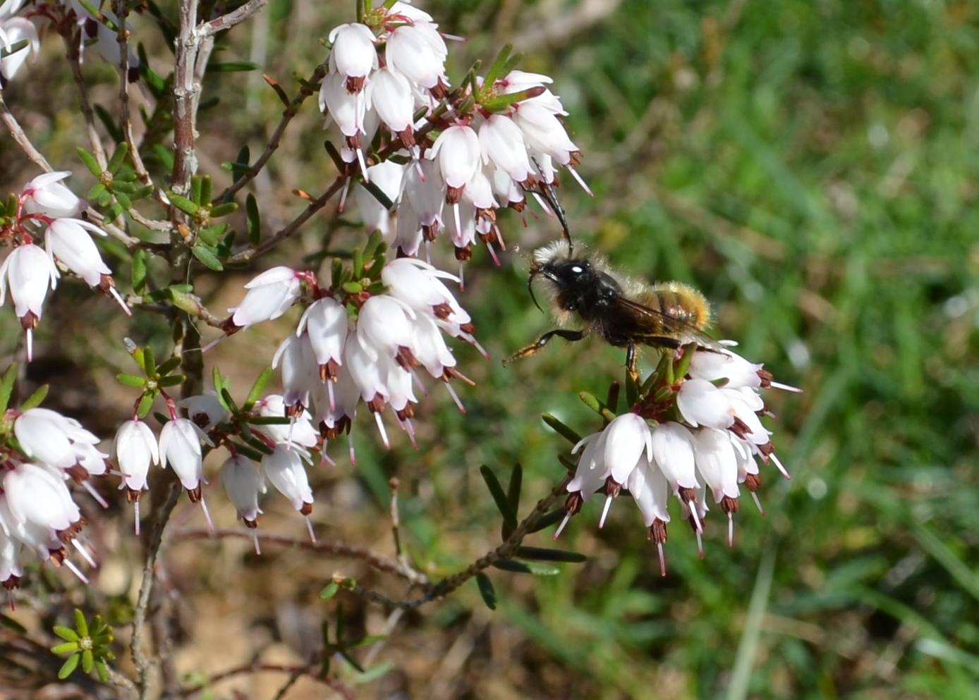 Osmia cfr cornuta (Apidae Megachilinae) su erica